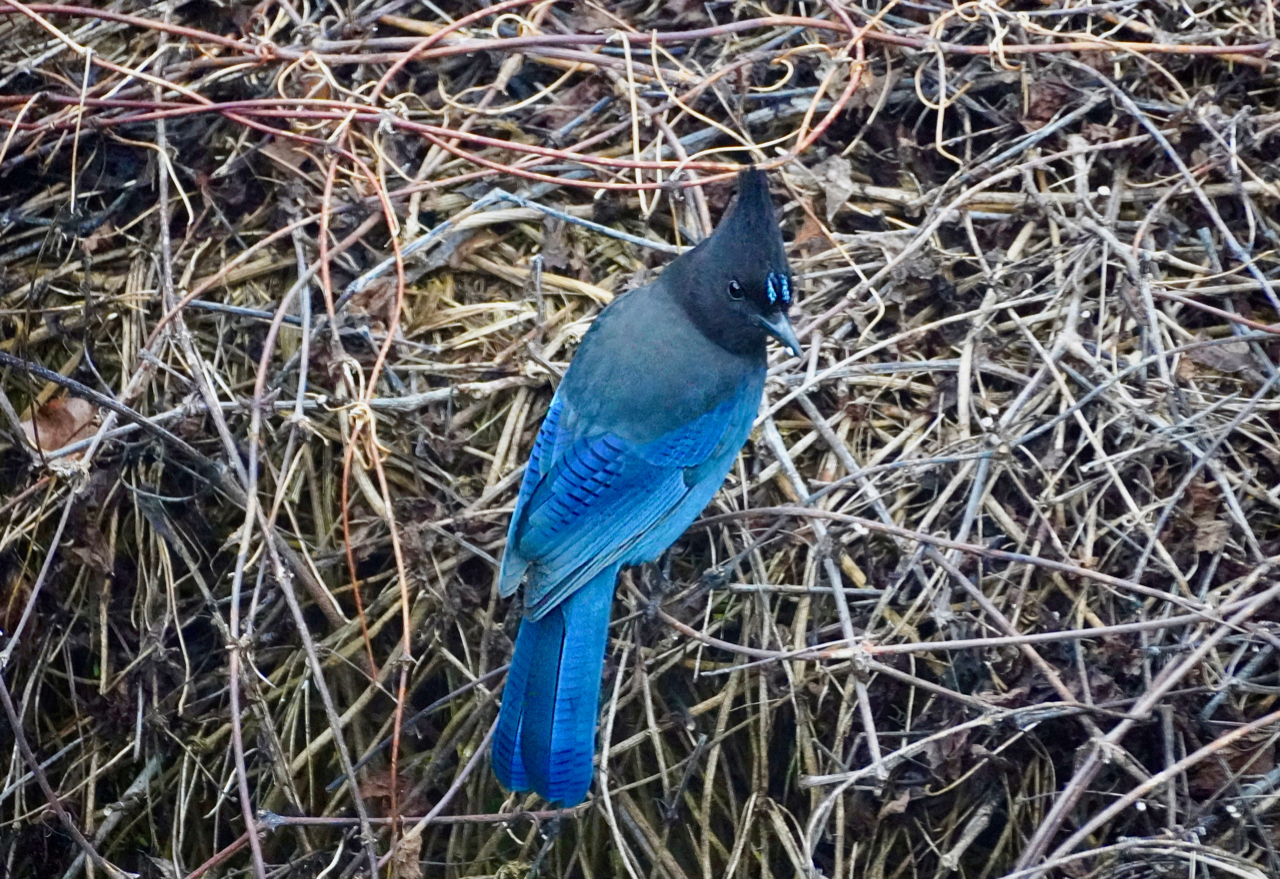 BlueJay*.jpg