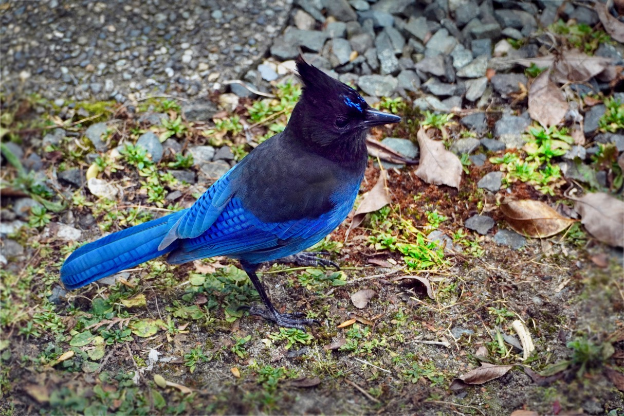 BlueJay4.jpg