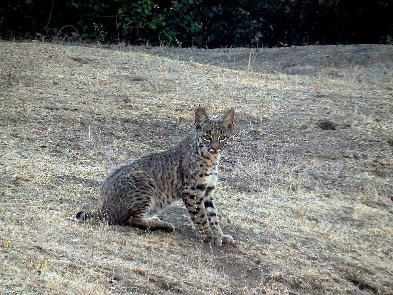 bobcat kitten sitting on hillx.jpg