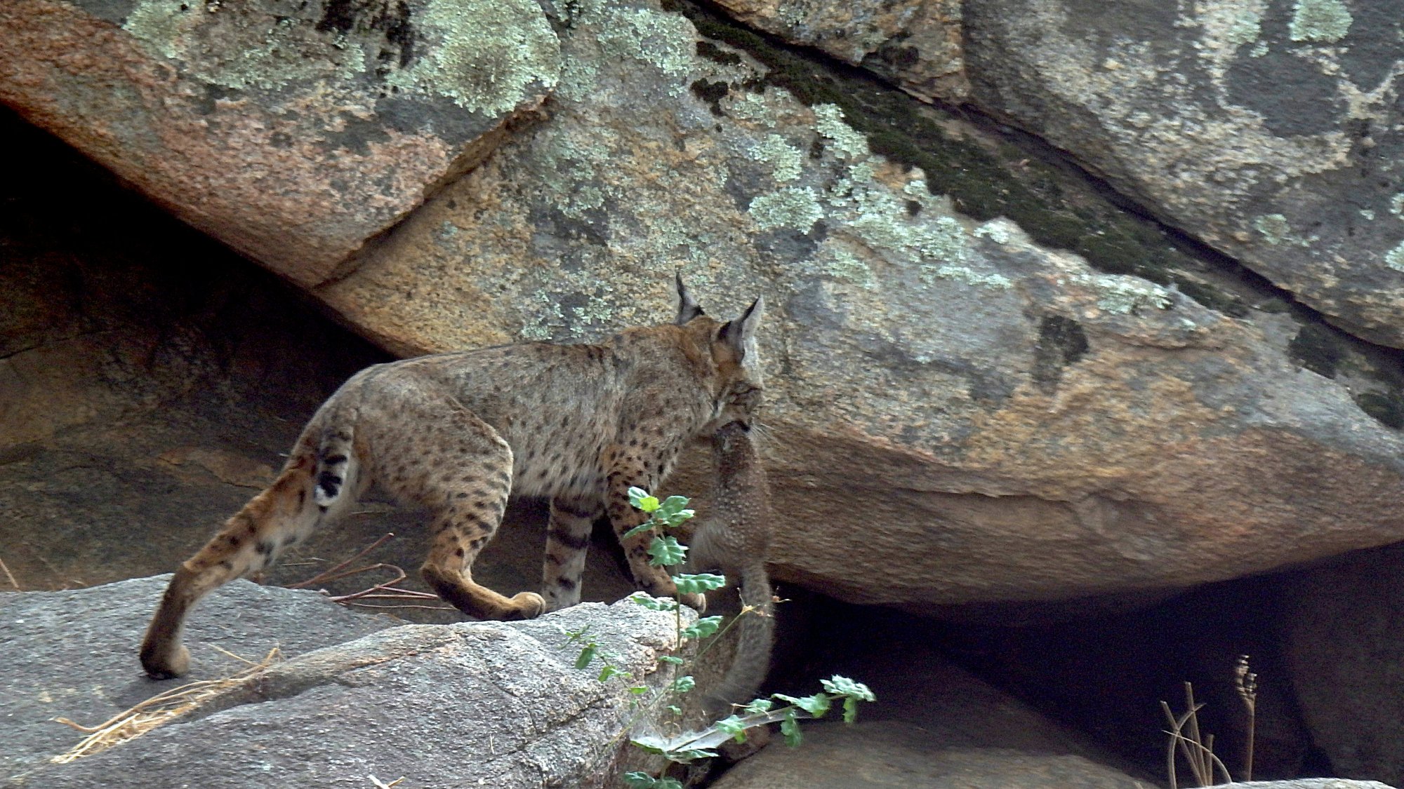 bobcat kitten with sq heading for den 8.07.22 x.jpg