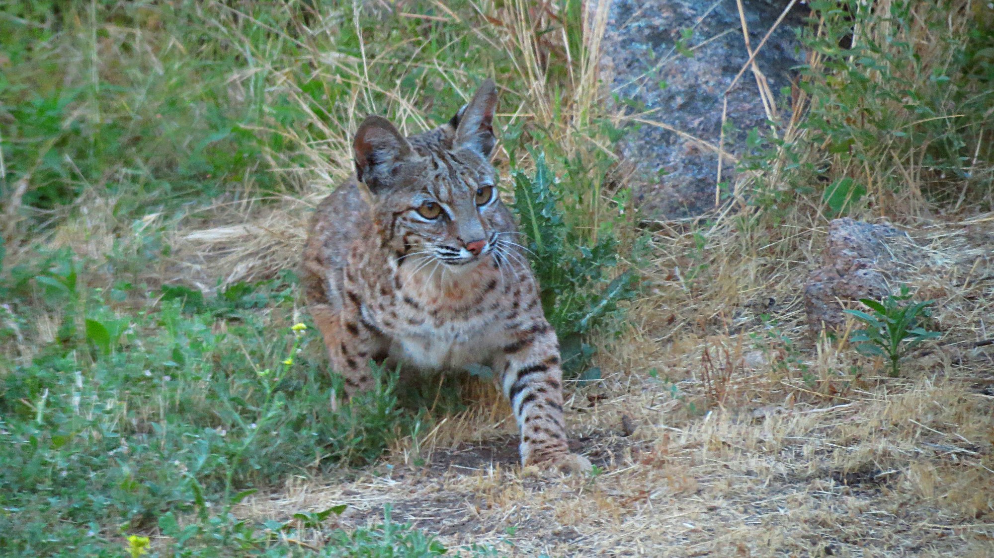 bobcat kitten1x.jpg