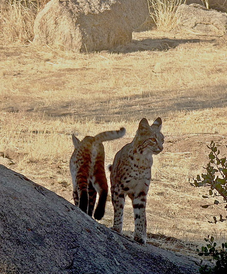 bobcat kittens in passx.jpg