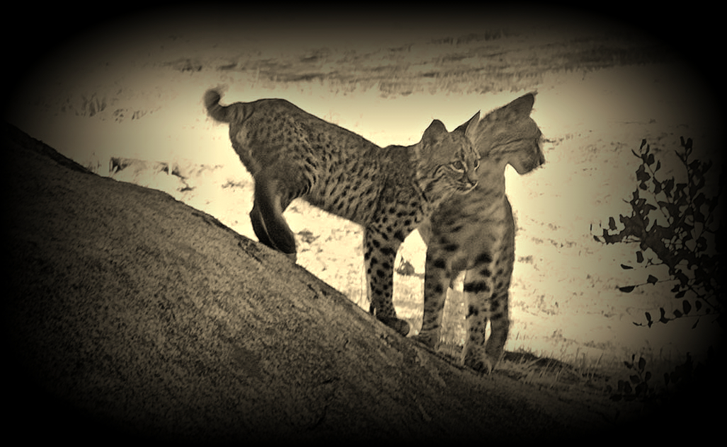 bobcat kitties on rock passx2 cpvs.jpg