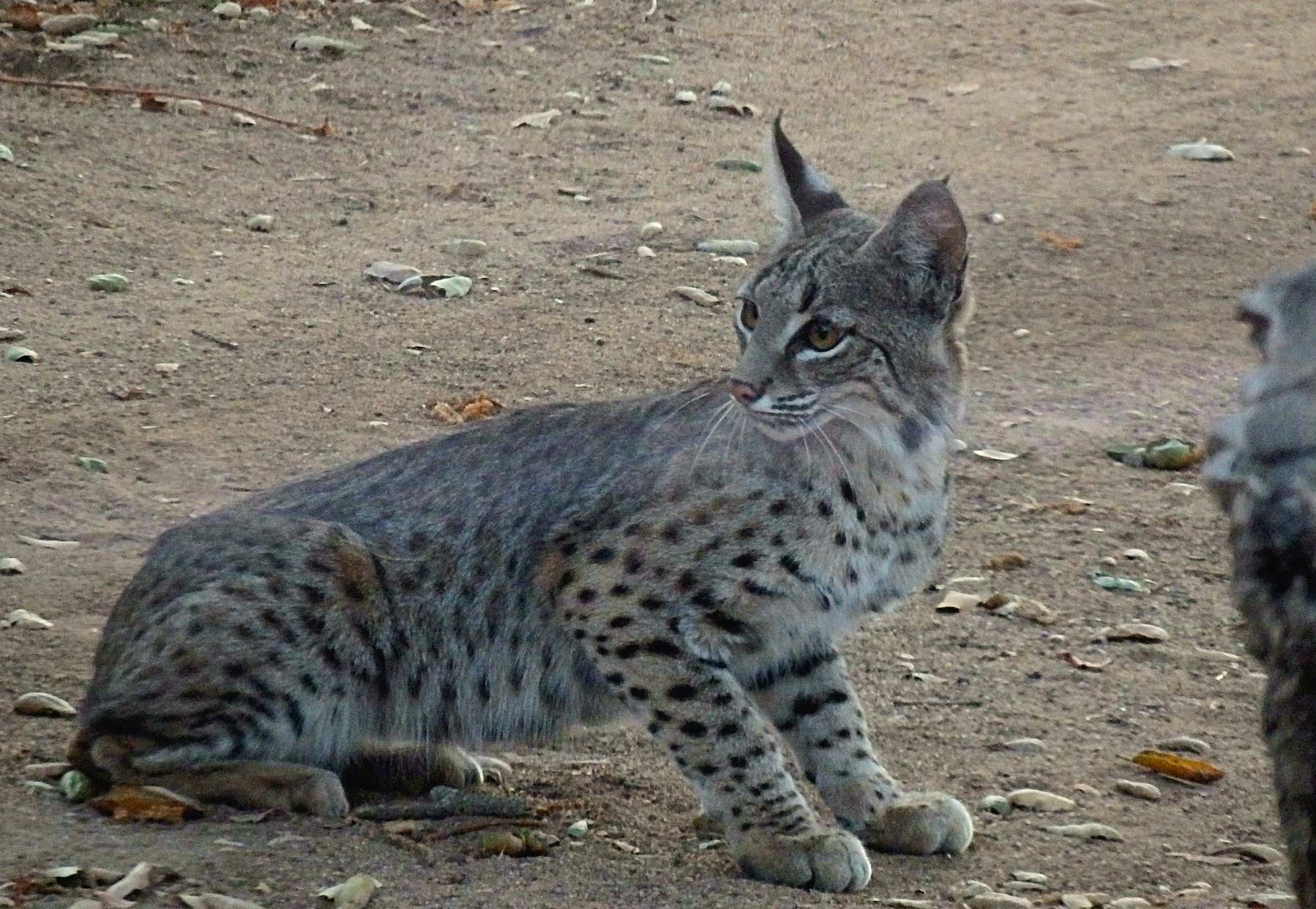 bobcat lookbackx.jpg