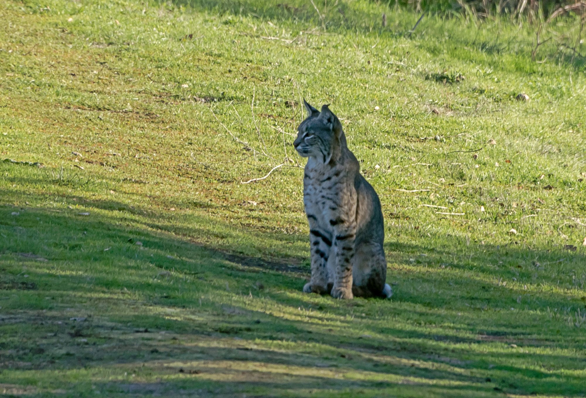 bobcat sitting in road 2727 12.20.22 x.jpg