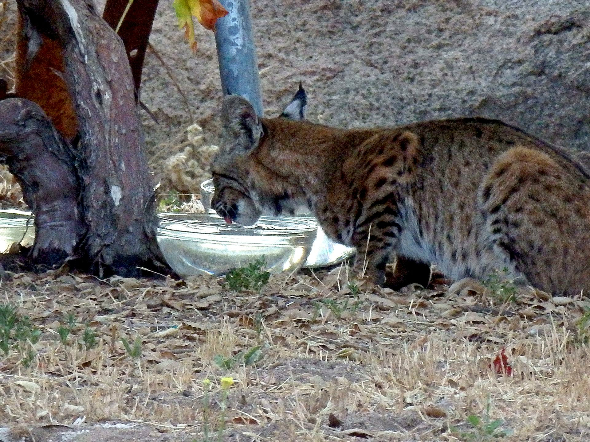 bobcat2 drinking closeupx.jpg