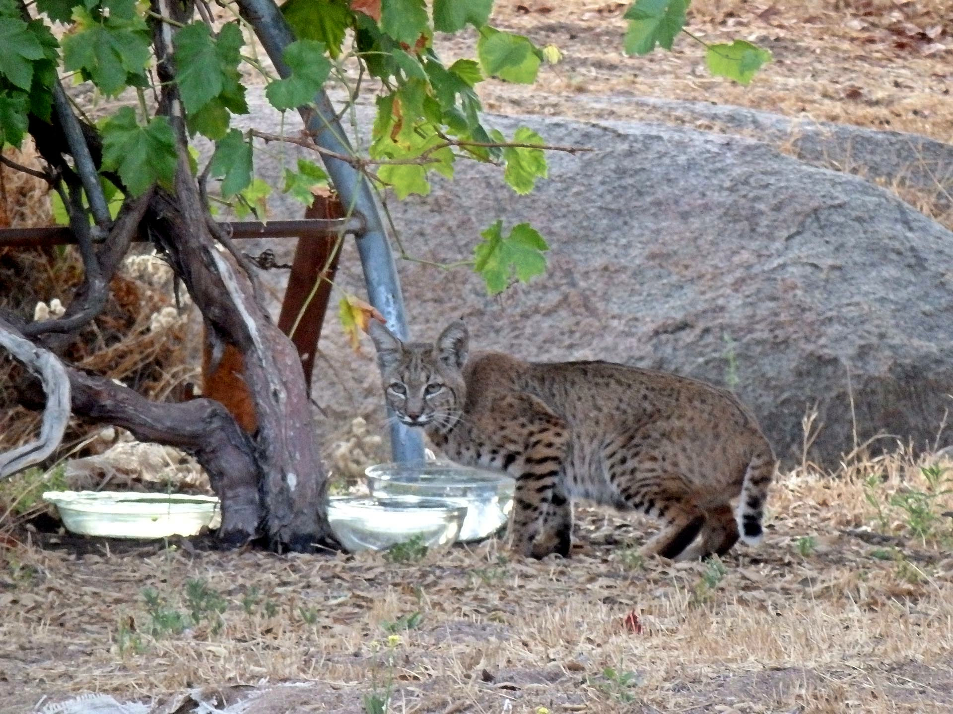 bobcat2 drinking lookbackx.jpg