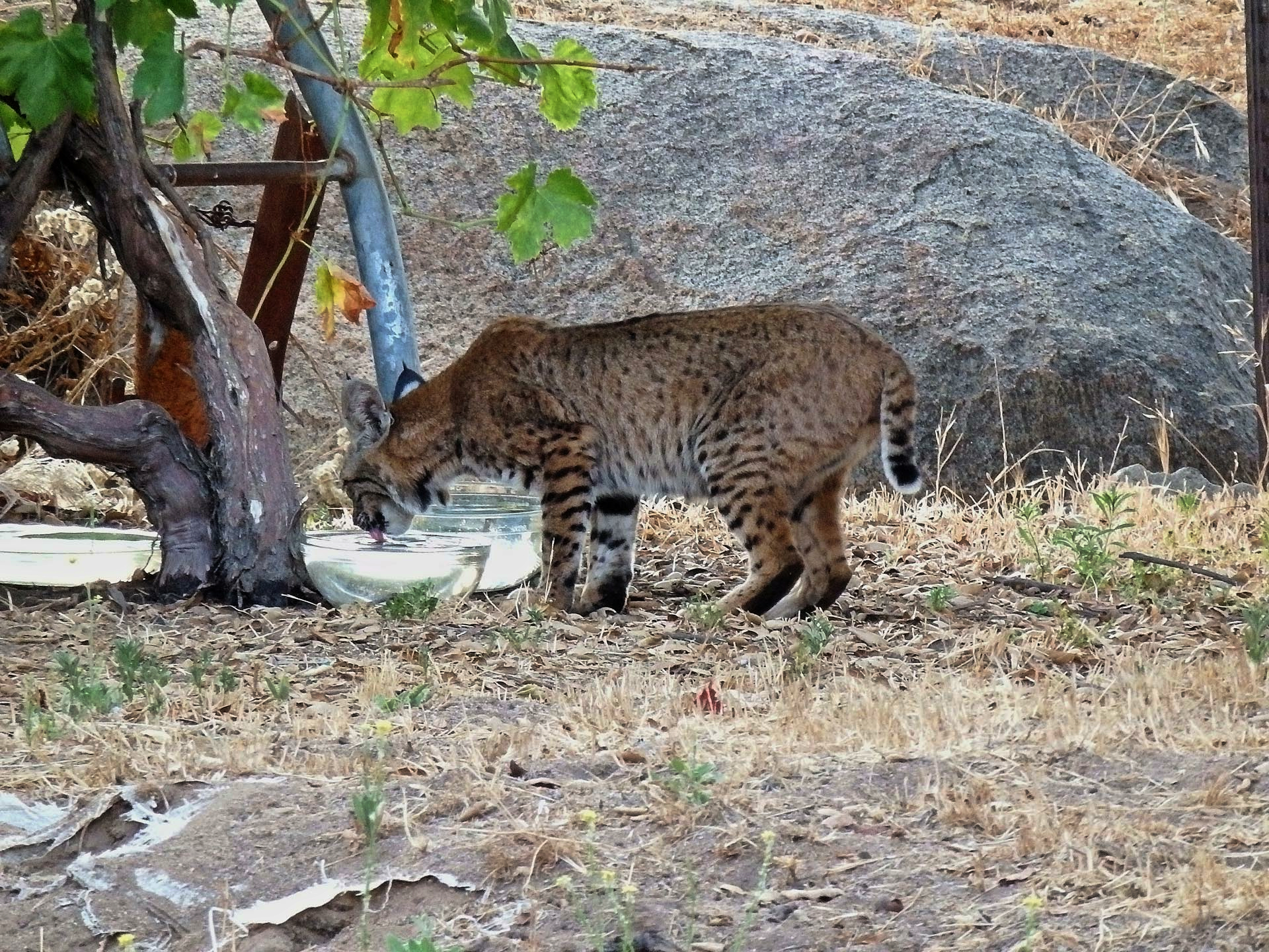 bobcat2 drinking standingx.jpg