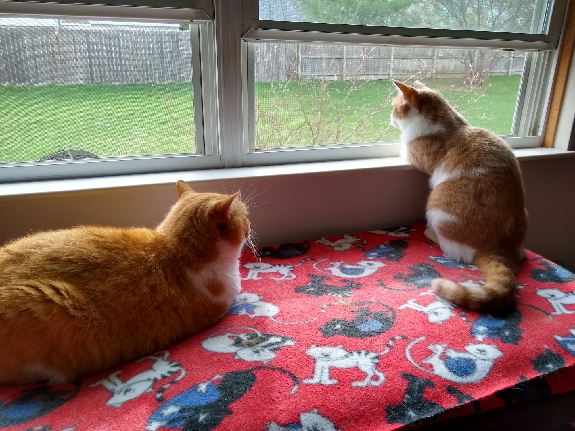 Bogart and Sinclair by back window.jpg