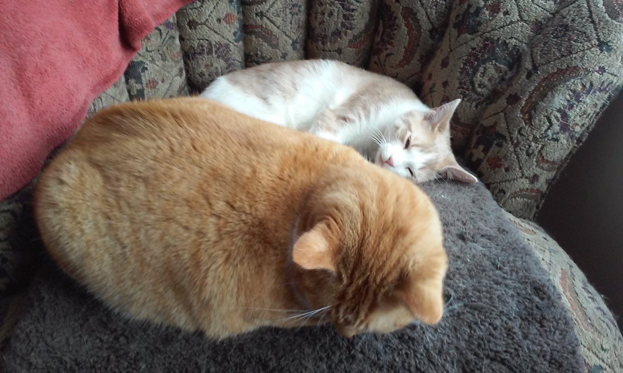 Bogart and Sinclair resting on chair.jpg