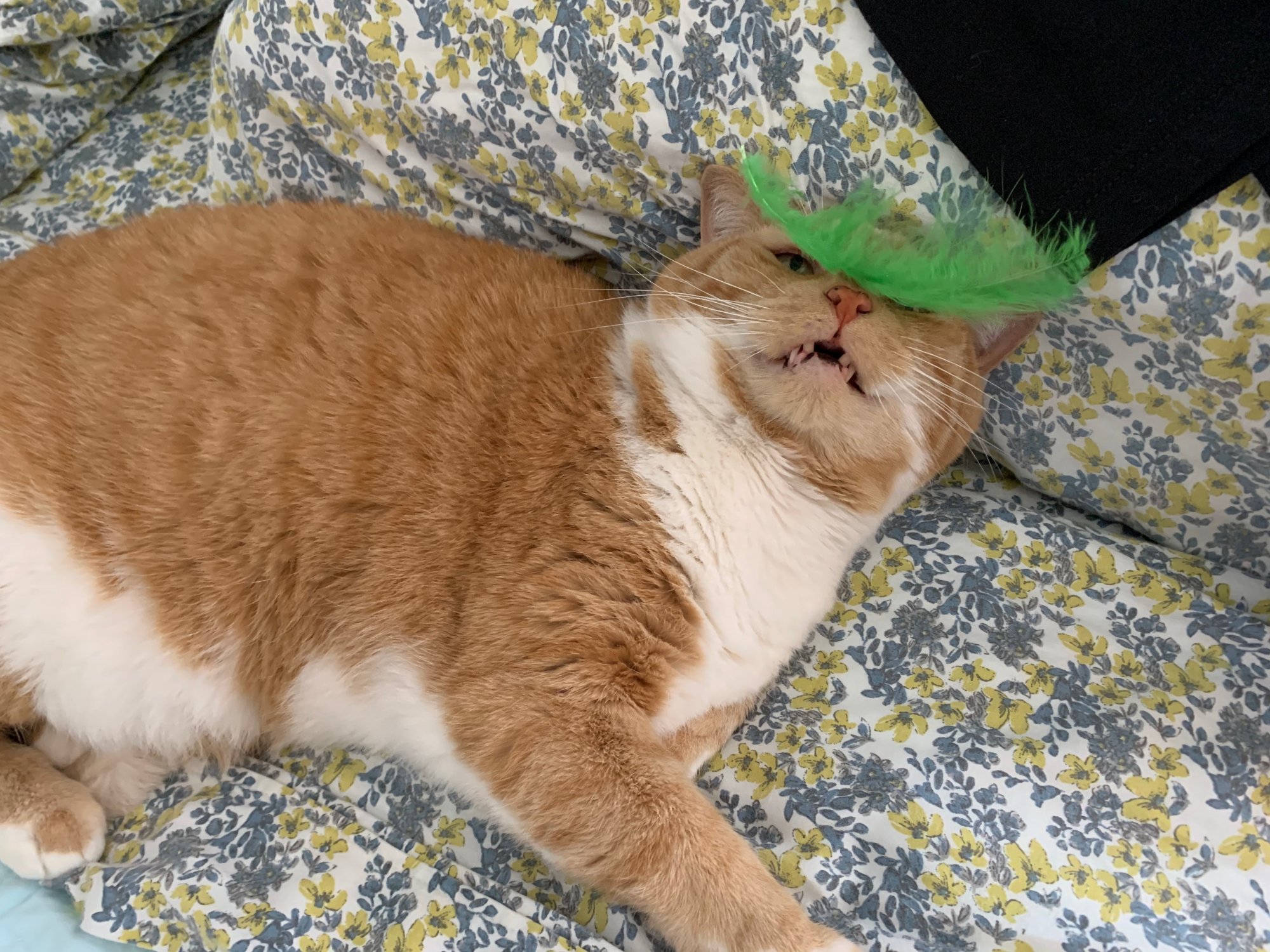 Bogart with green feather on nose.jpeg