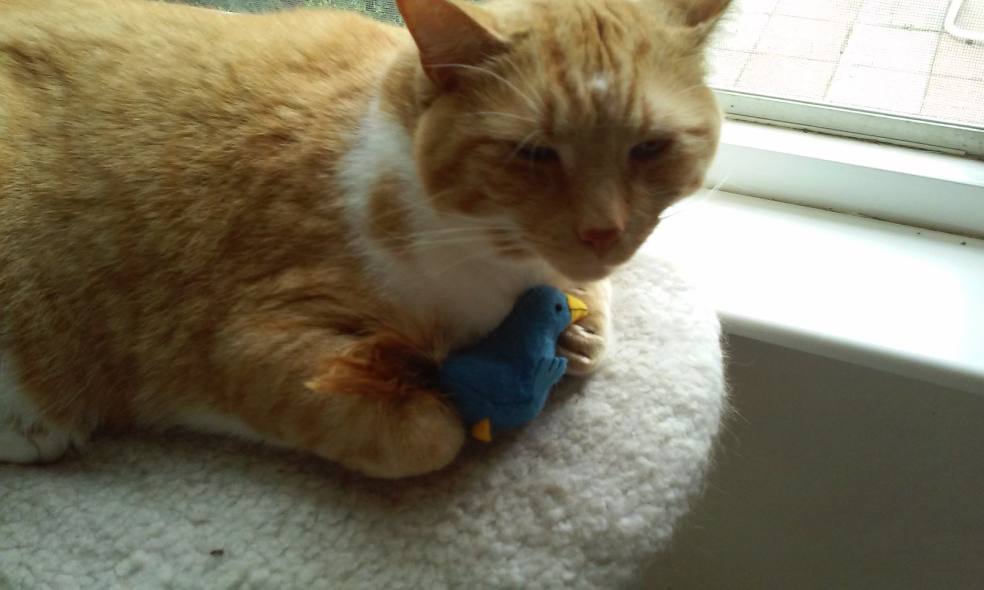 Bogart with his new catnip toy.jpg