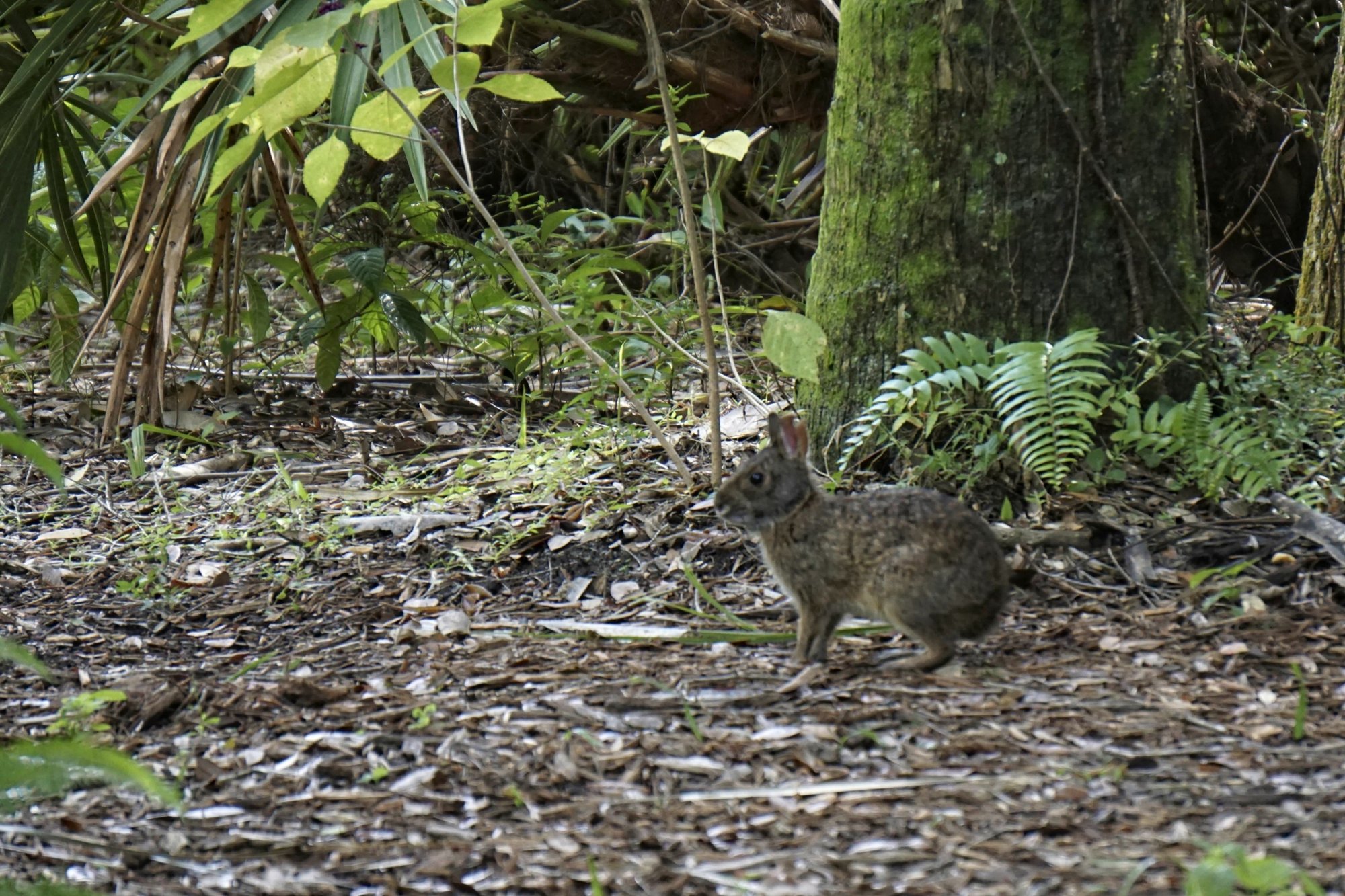 Bok Tower 10-2019-2400px-18.jpg