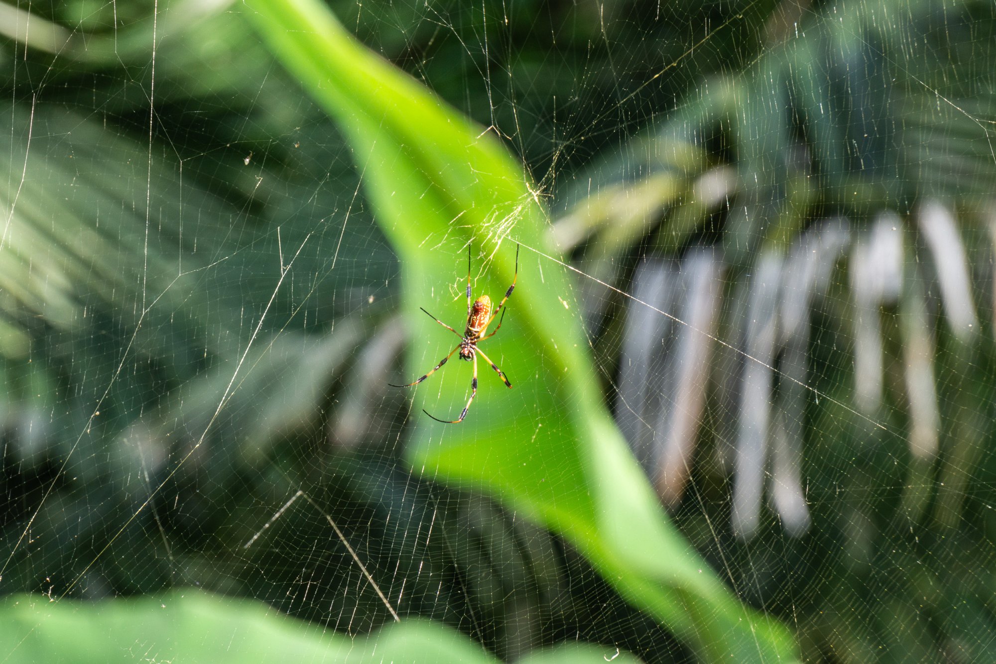 Bok Tower 2024 outing - 2500px-7.jpg