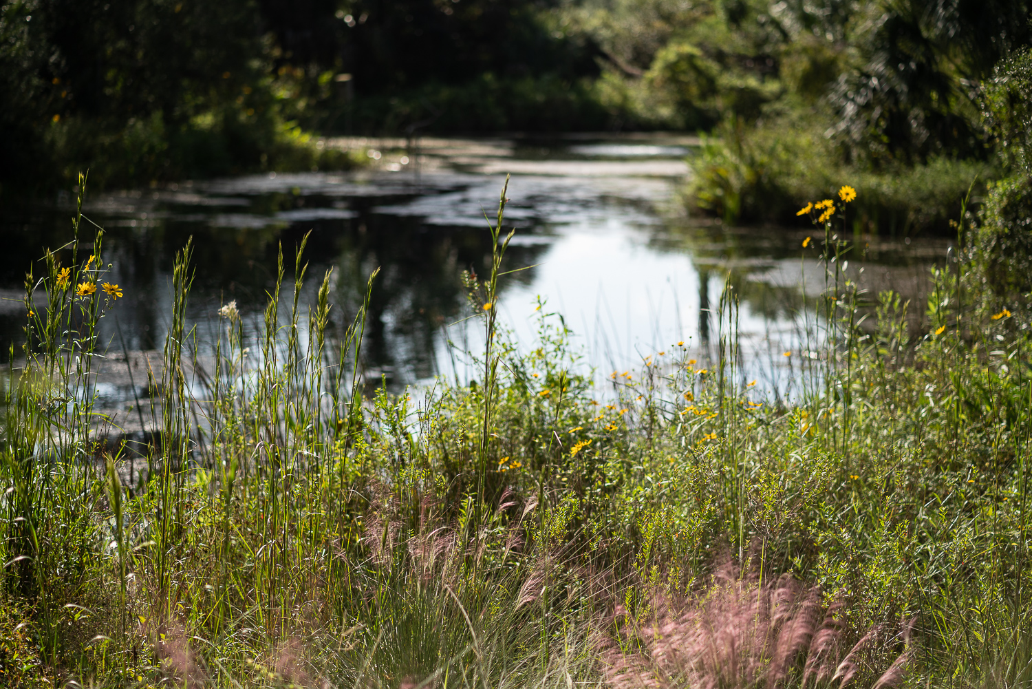 Bok Tower Oct 2020-10.JPG