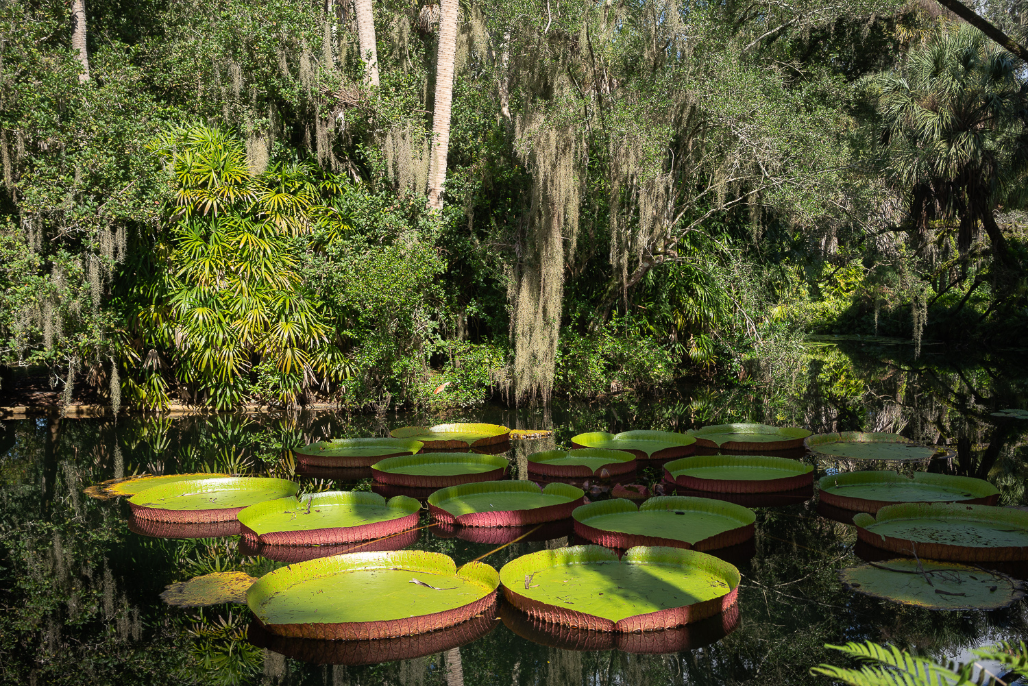 Bok Tower Oct 2020-38.JPG