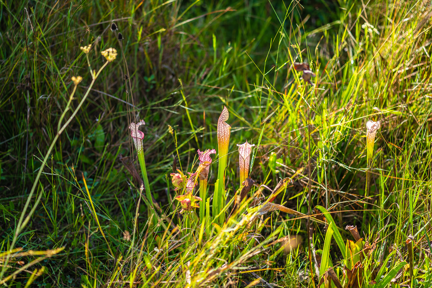 Bok Tower Oct 2020-8.JPG