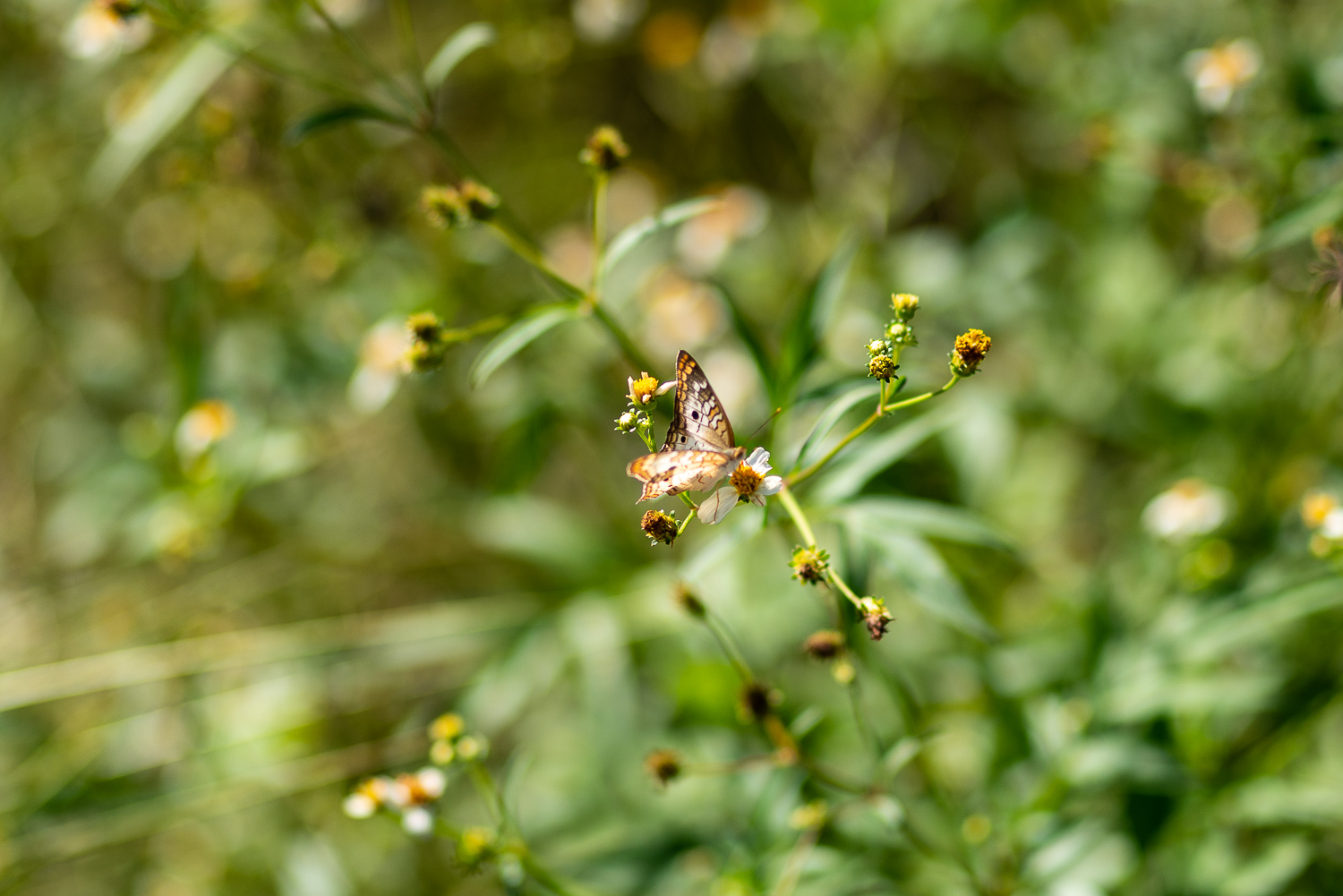 Bok Tower Oct 2020-9.JPG