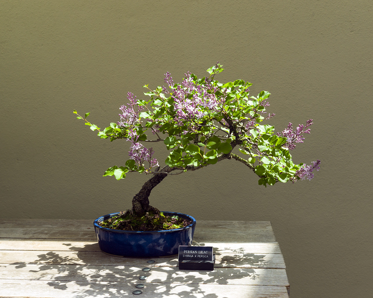 bonsai4crop1280.jpg