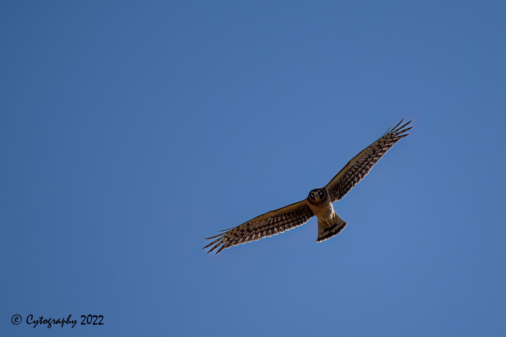 Bosque Del Apache 2022-4050TP.jpg