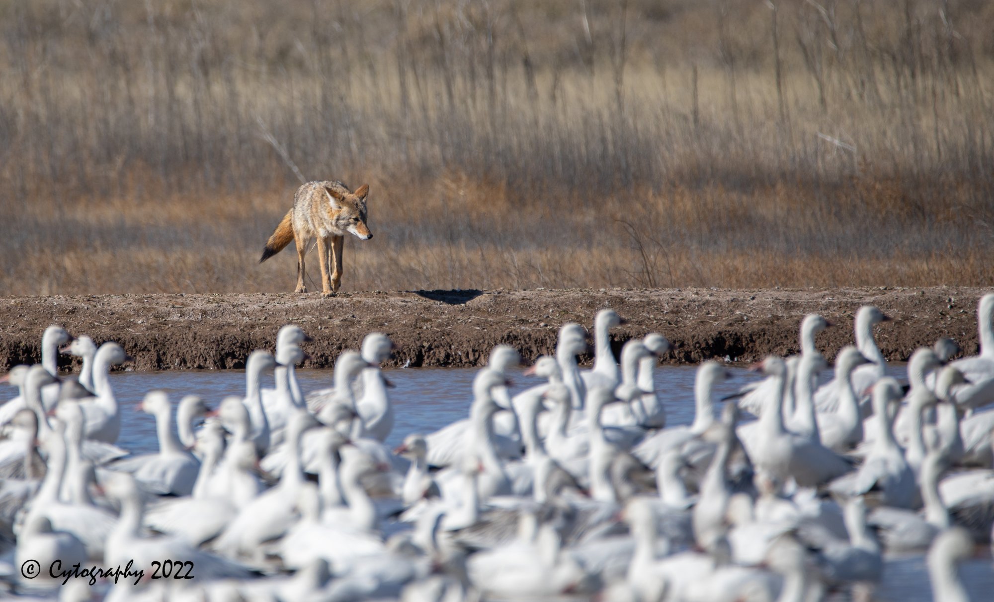 Bosque Del Apache 2022-4222.jpg