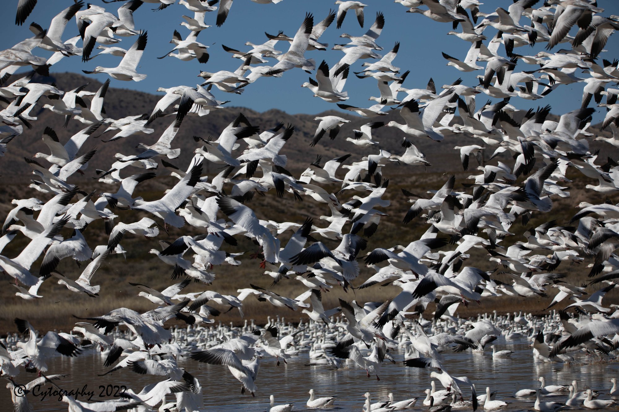 Bosque Del Apache 2022-4255.jpg