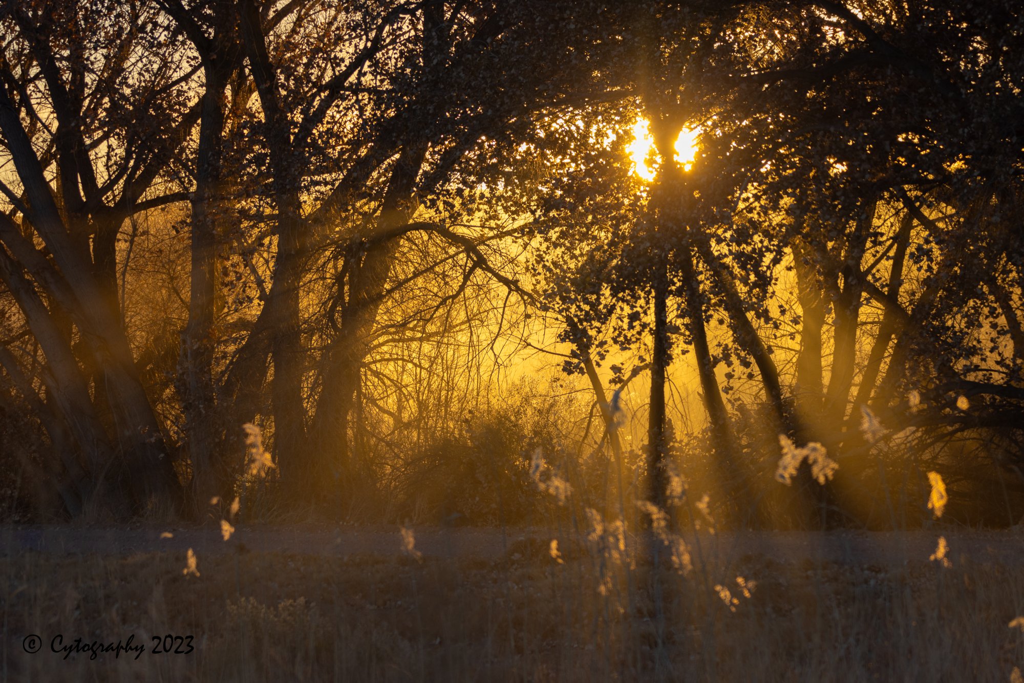 Bosque-Del-Apache-December 10, 2023-8.jpg