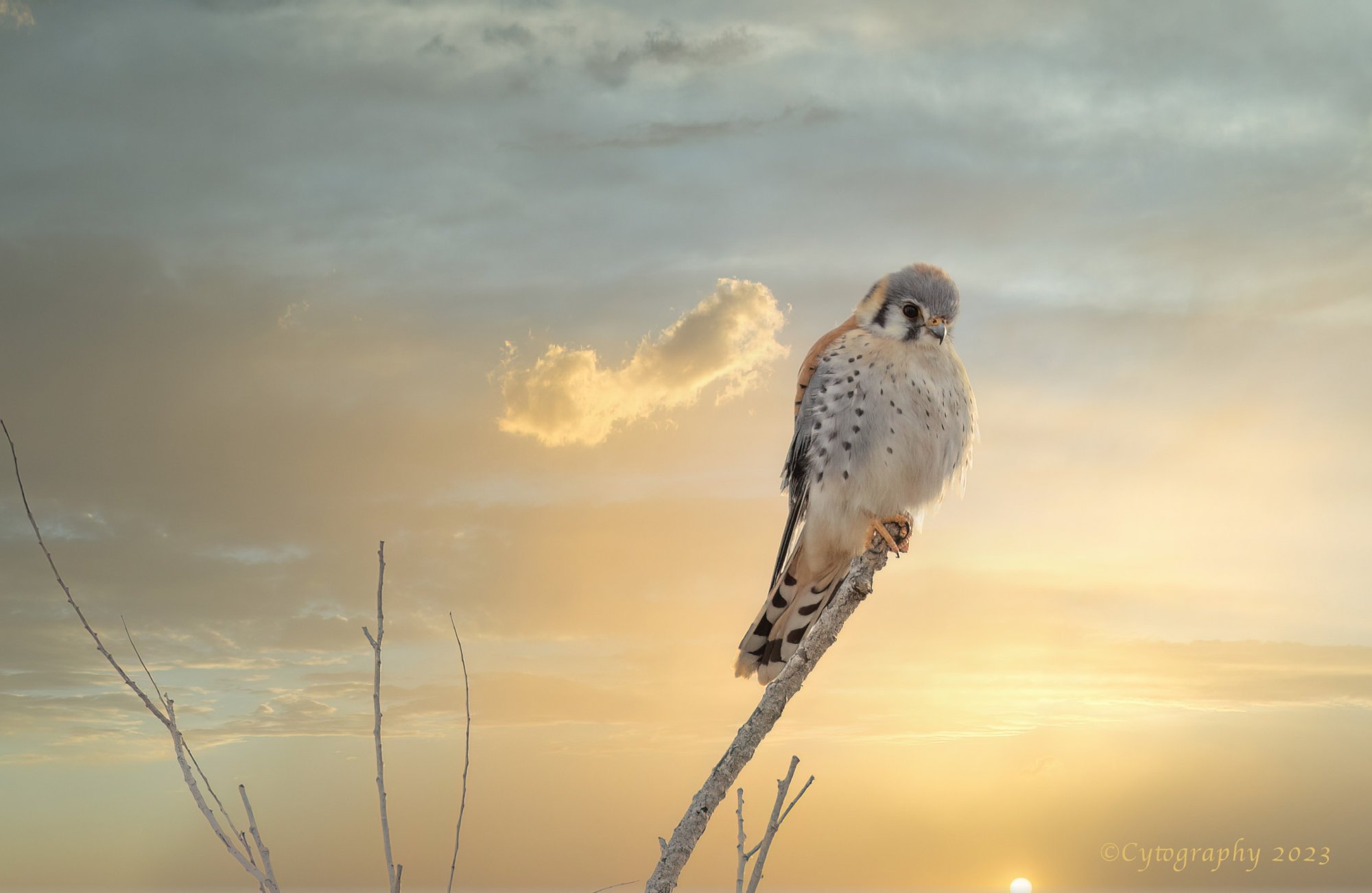 Bosque_Jan_2023-1716-kestral-cytog.jpeg