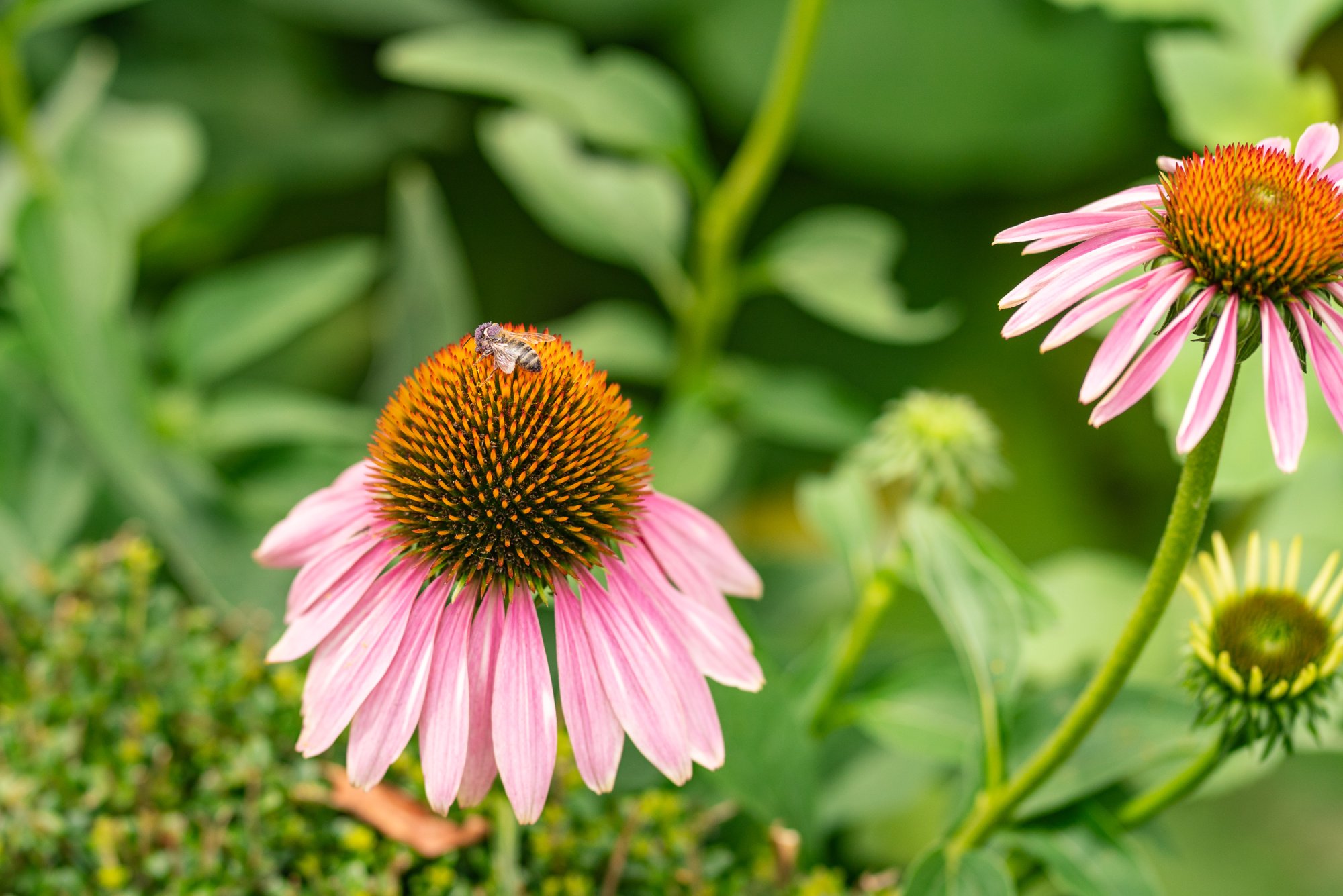 Botanical Gardens - 2500px-17.jpg