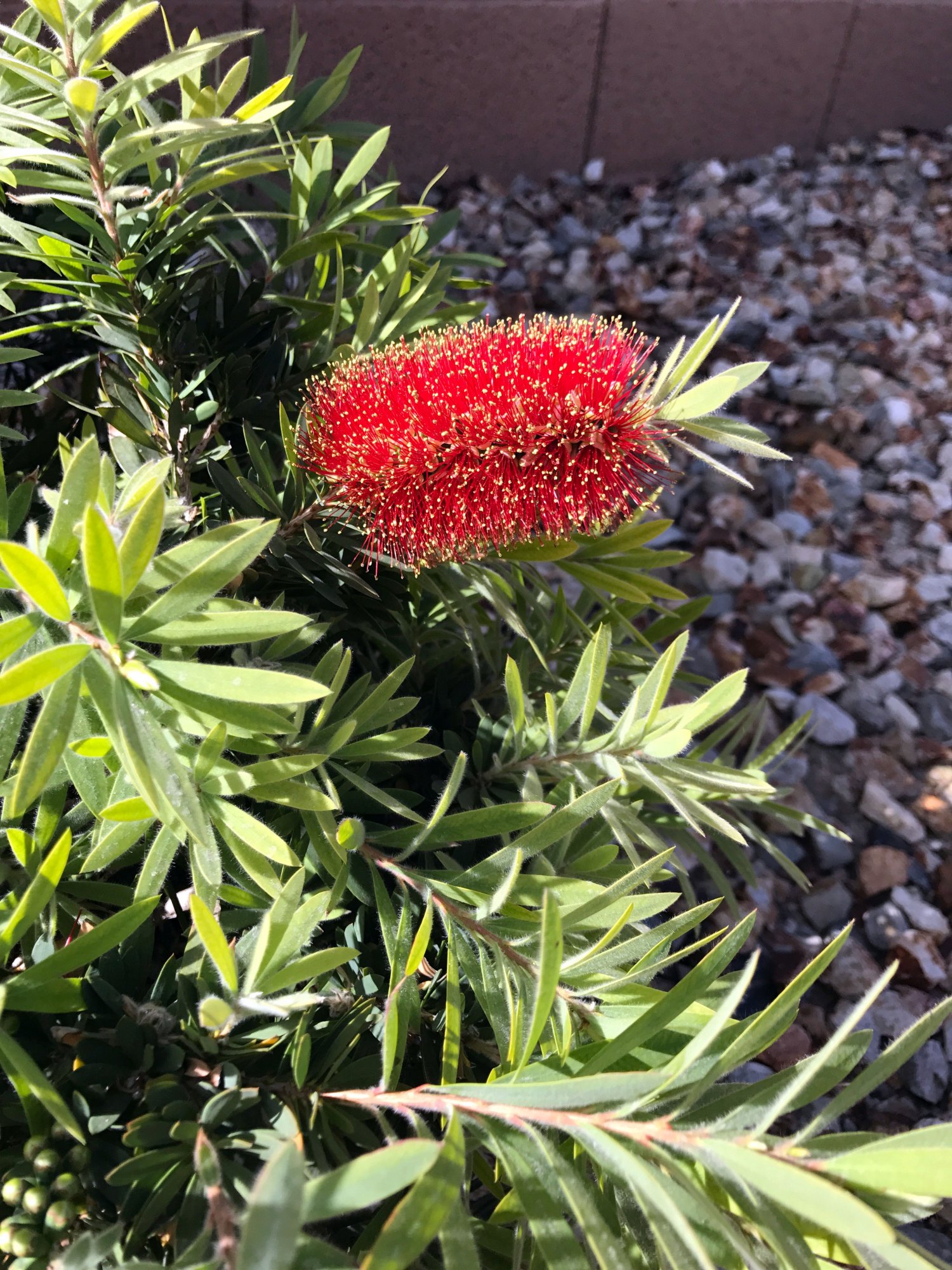 bottlebrush1.jpg