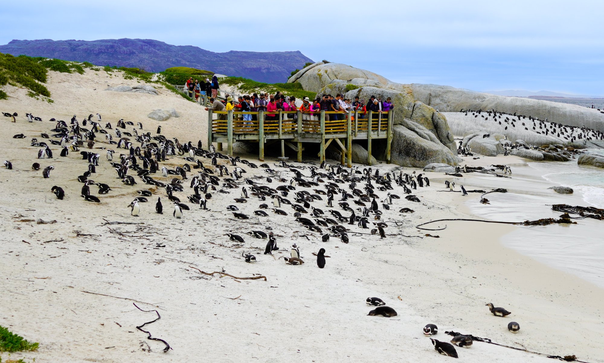 Boulders Beach.jpg