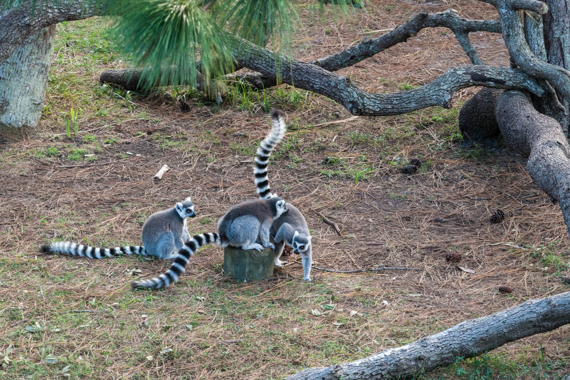 Brevard Zoo - 2000px-25.jpg