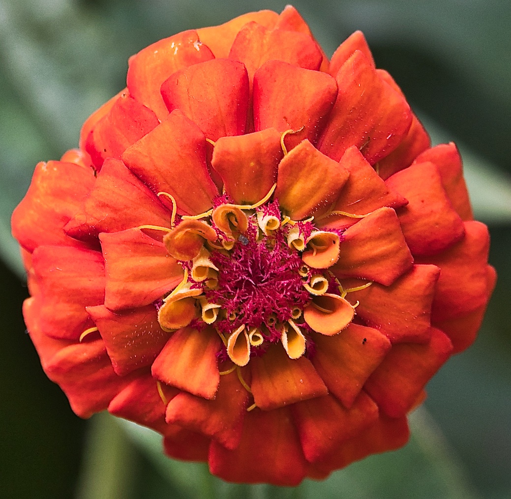 Brillaint Orange Flower.jpg