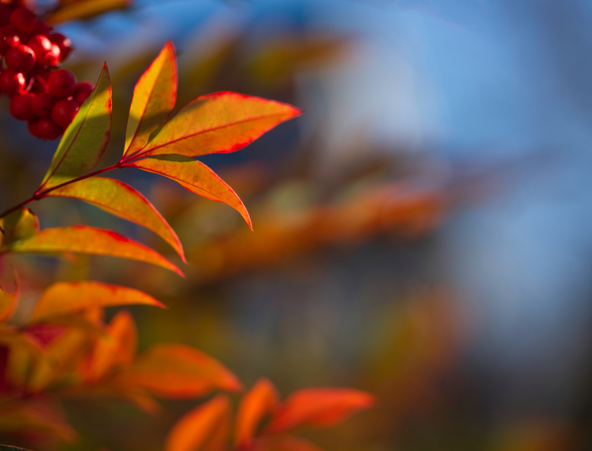 Brilliant Orange Leaves.jpeg