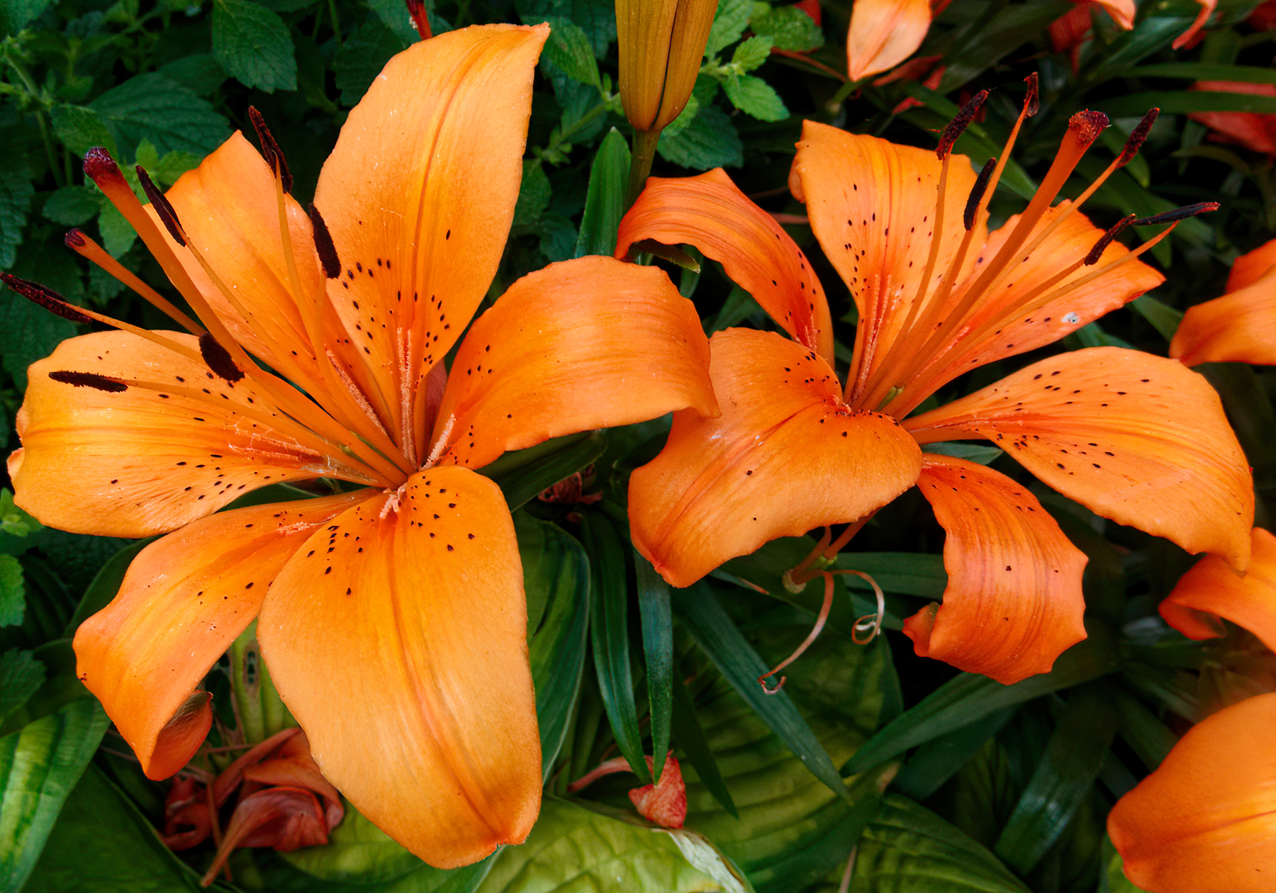 Brilliant Orange Lilies.jpeg