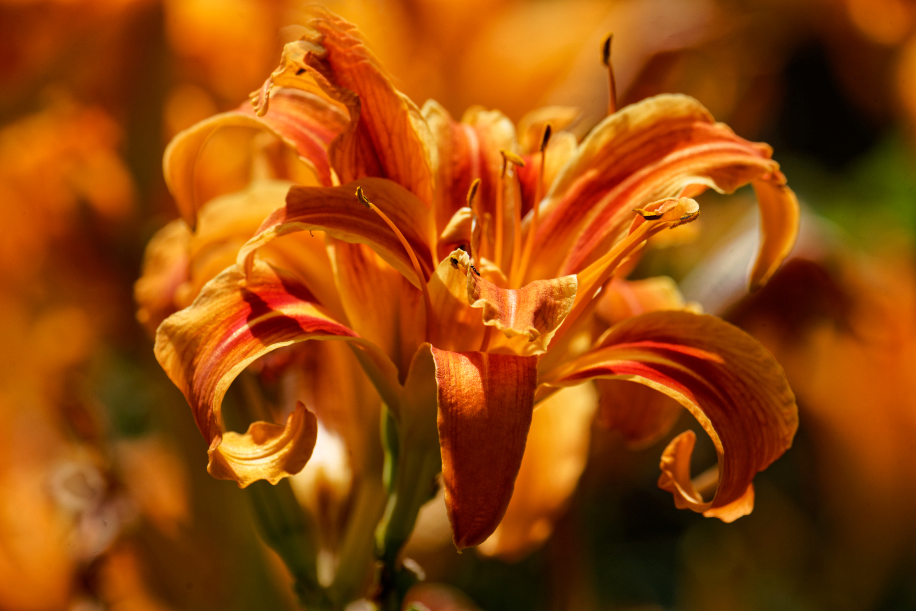 Brilliant Orange Tigerlily.jpeg