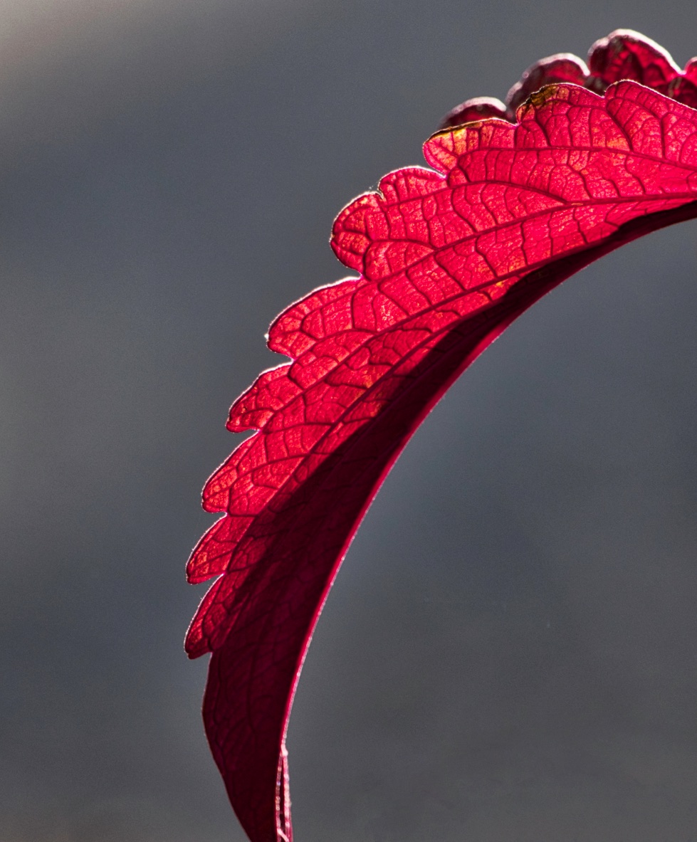 Brilliant Red Leaf.jpg