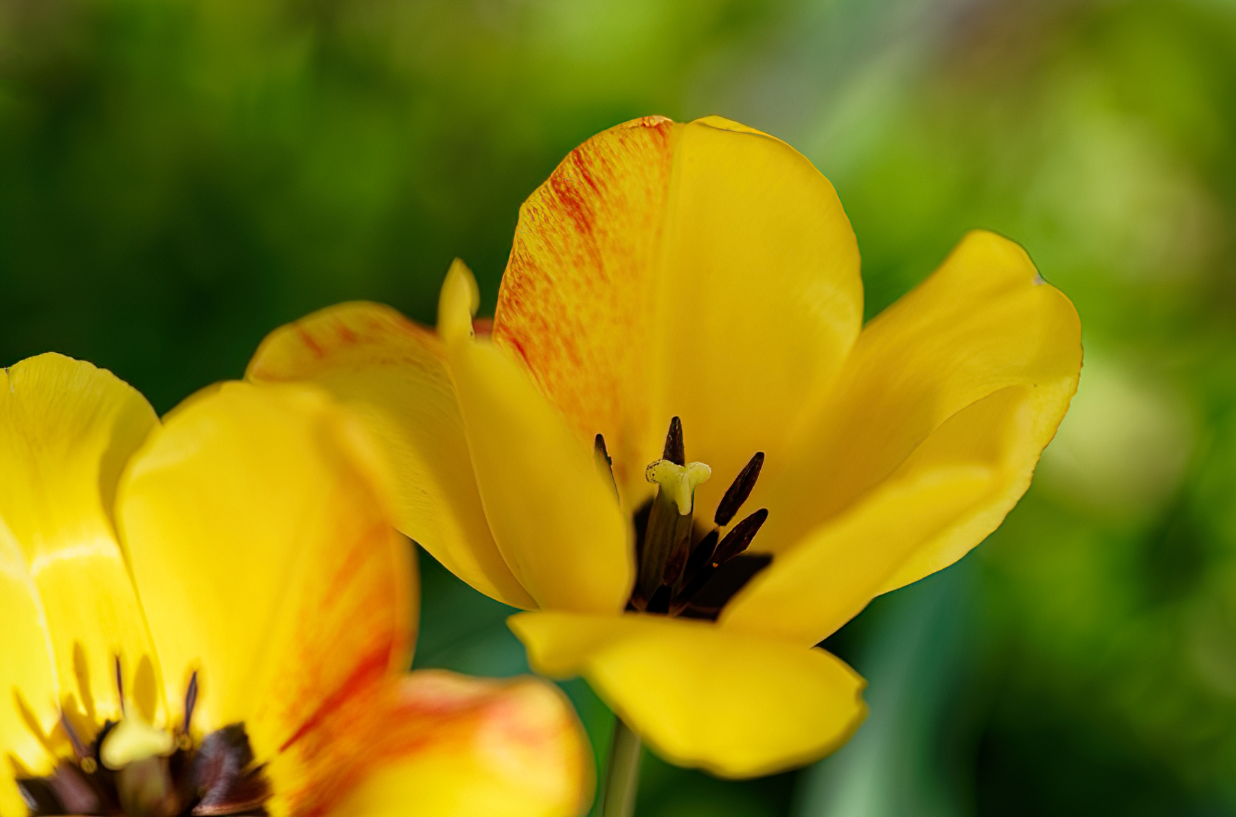 Brilliant Yellow Tulips.jpeg