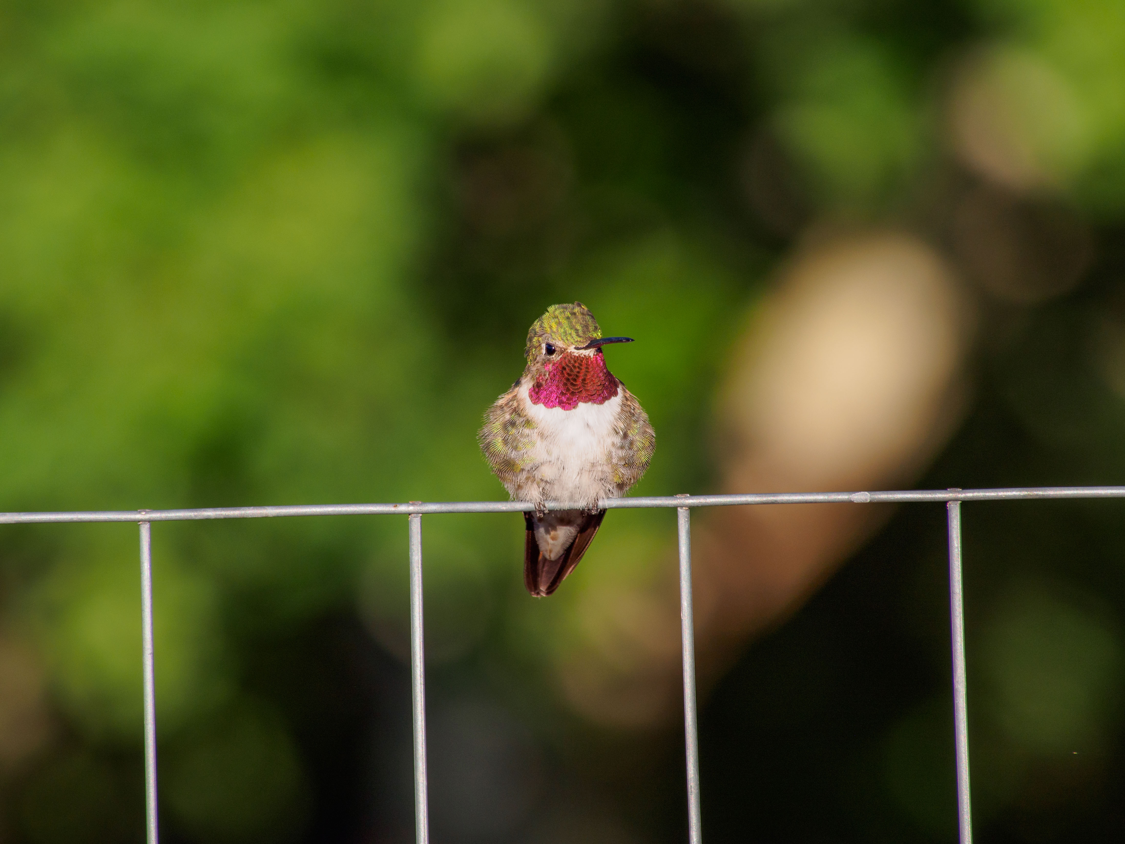 Broad-tailed Hummingbird.jpg