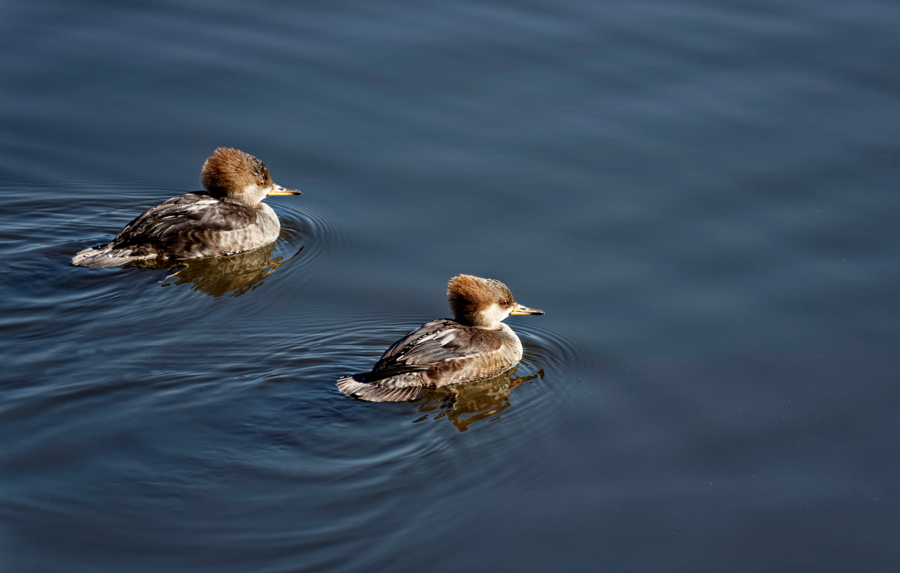 Brown Hooded Mergansers.jpeg