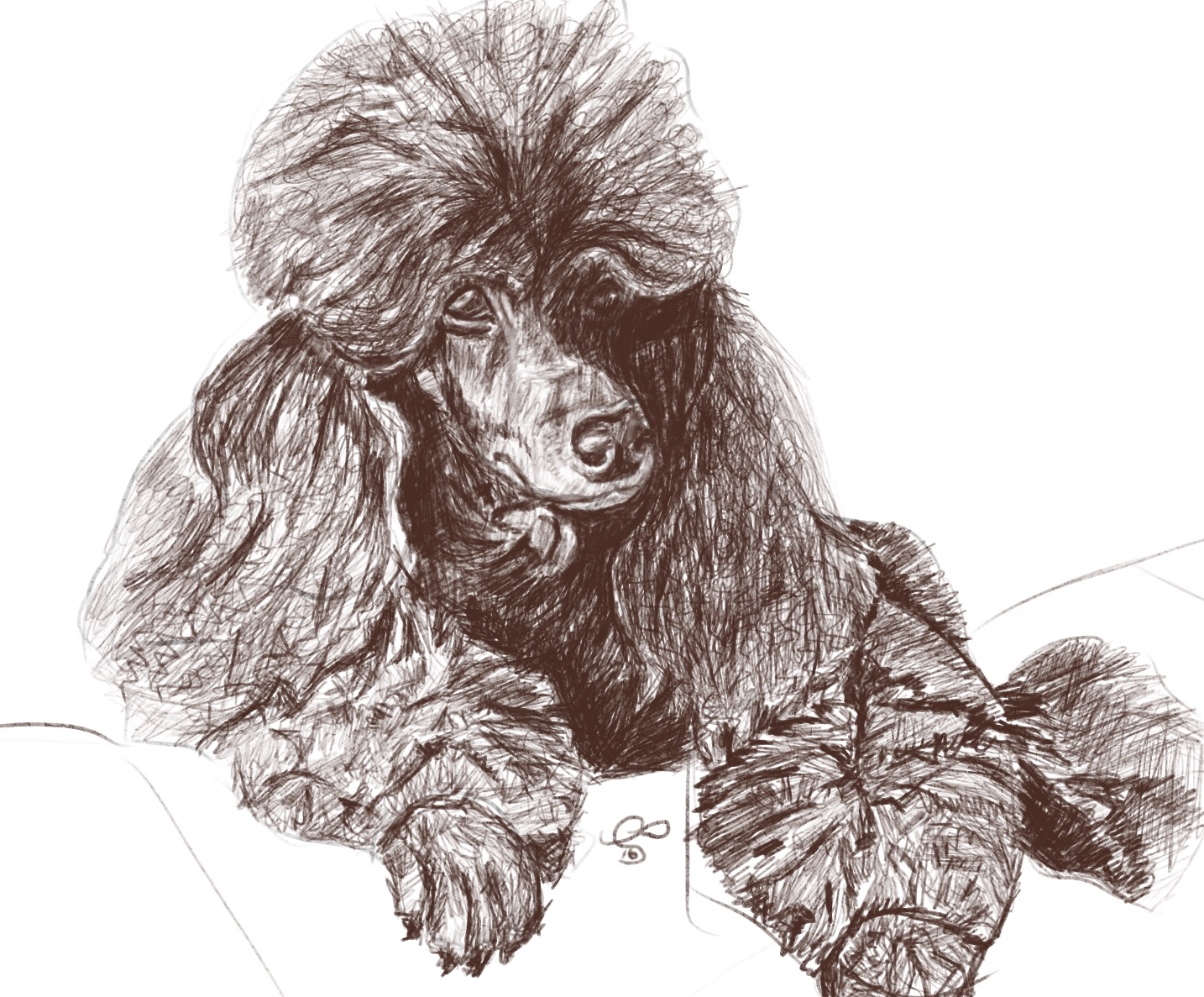 brown poodle2.jpg