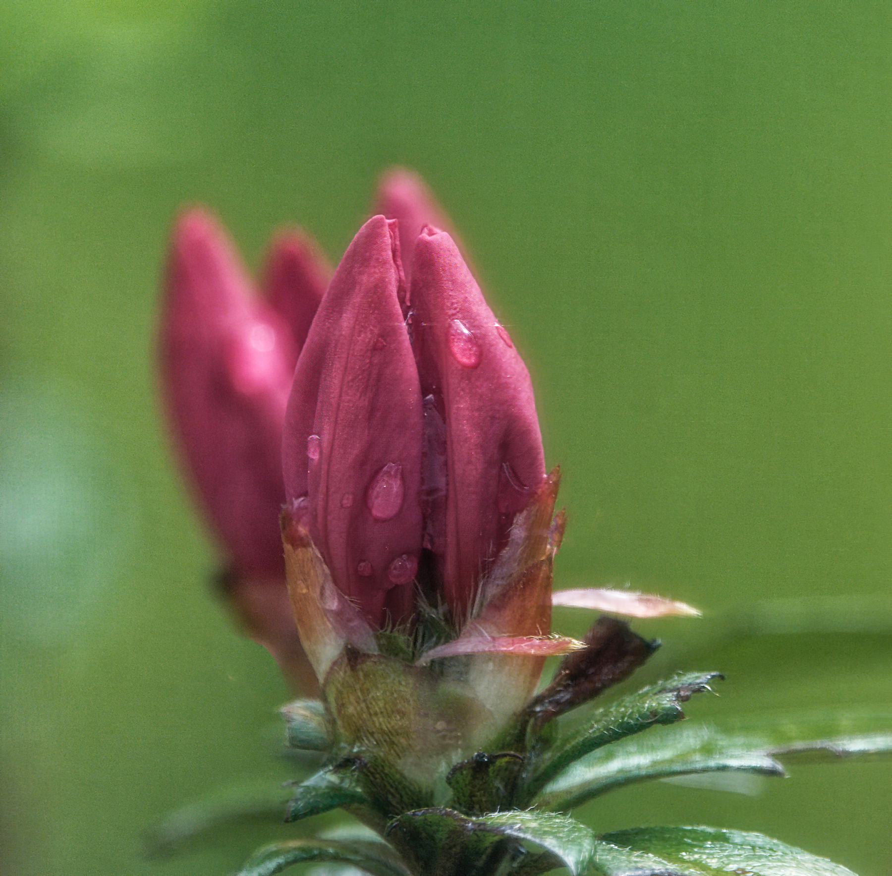 Budding Azalea 1.jpg