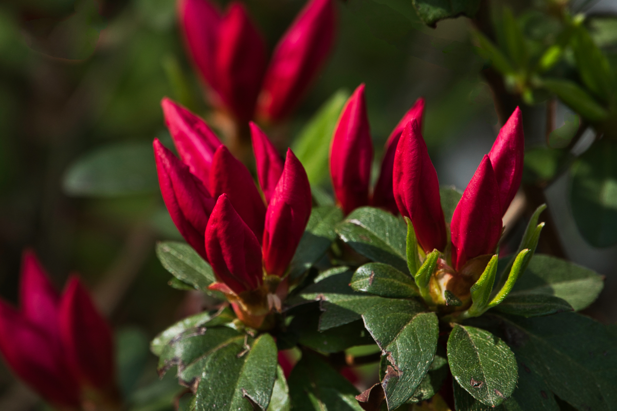 Budding Azaleas.jpeg