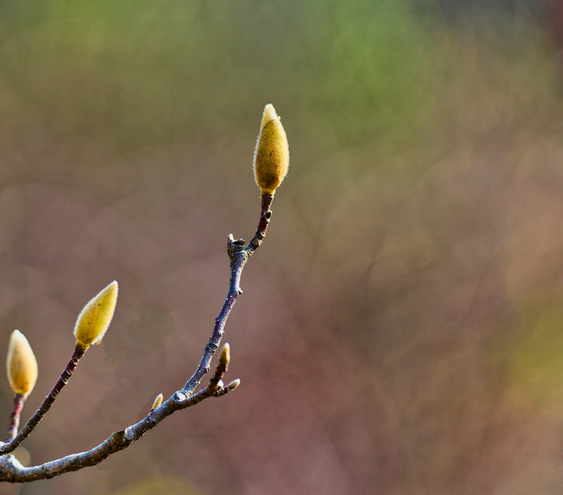 Budding Tulip Magnolias 4.jpeg