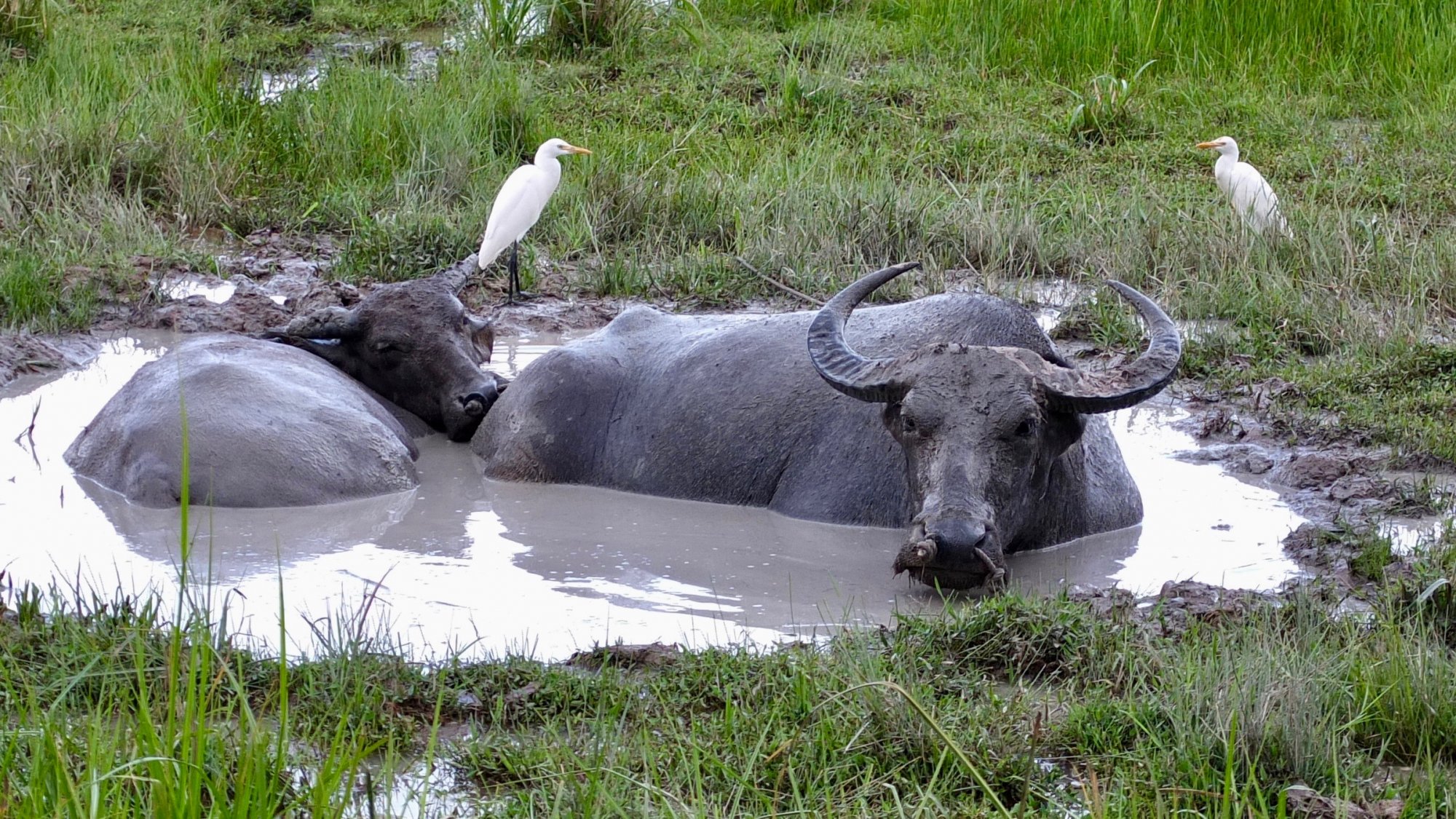 Buffalo wallowing.jpg