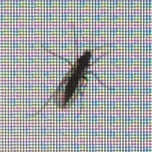 bug.png