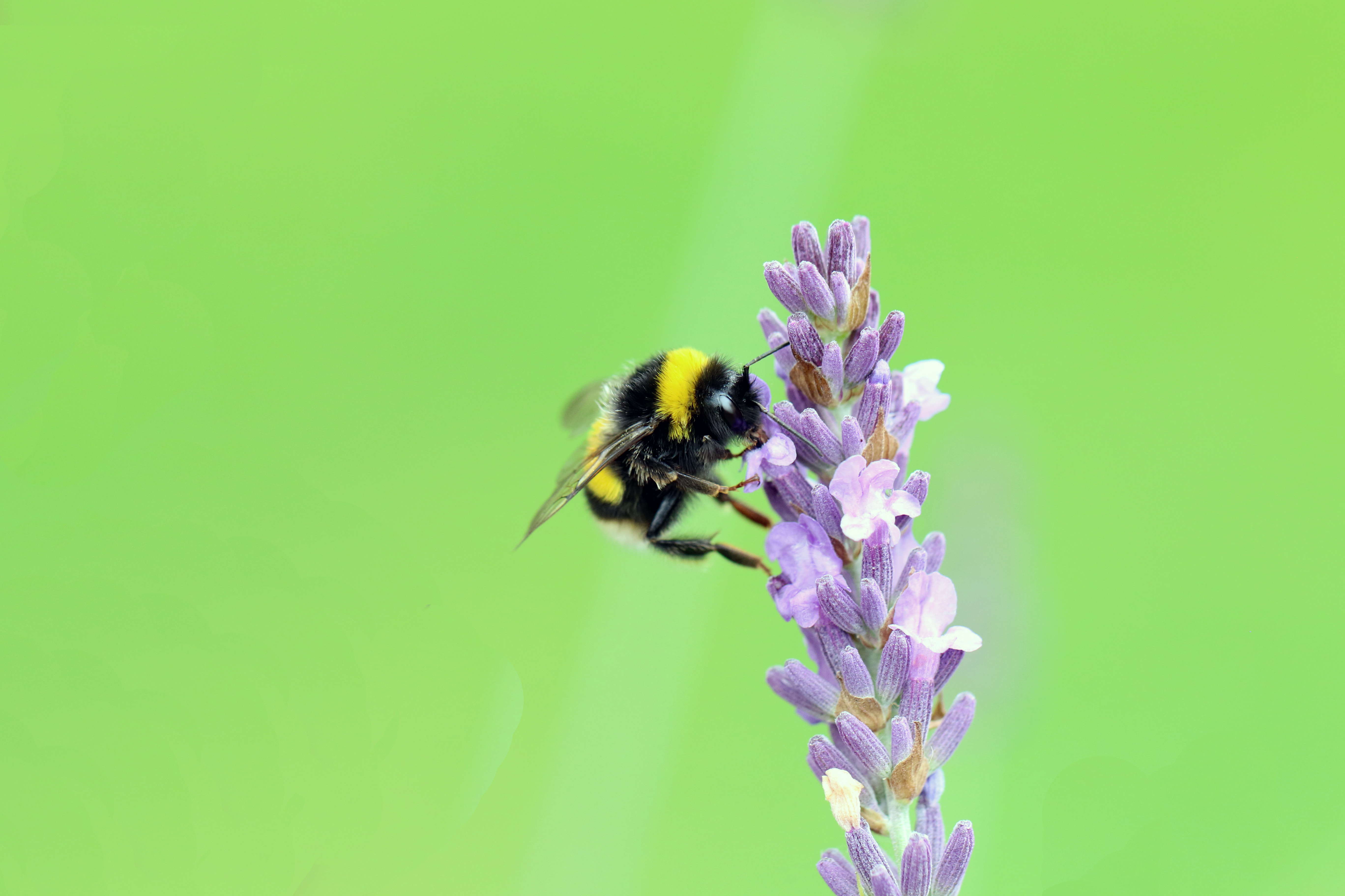 Bumblebee on lavender .jpg