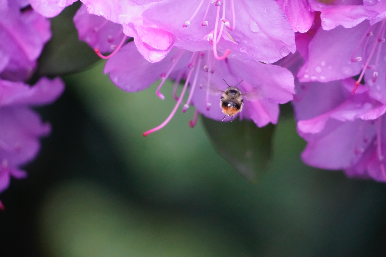 Bumblebee Pollination.jpg