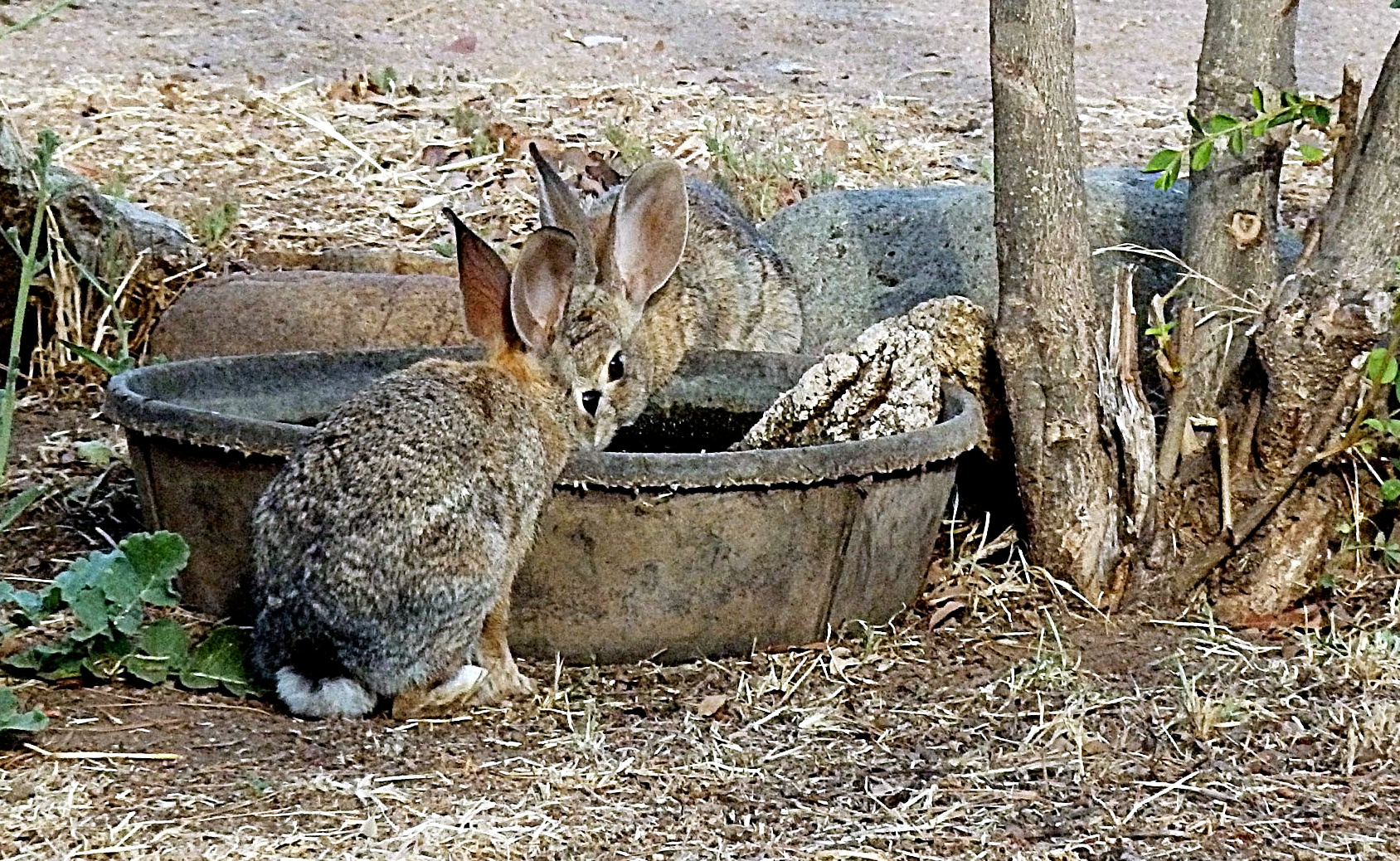 bunnies drinkind 2headxcrop.jpg