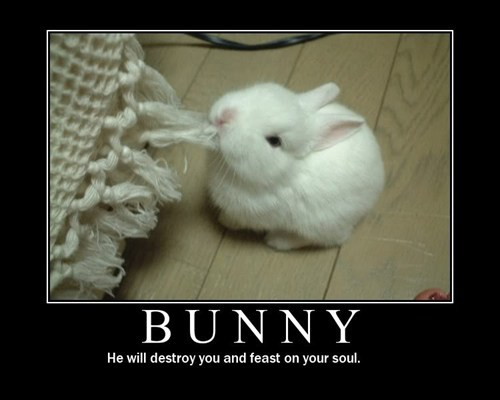 Bunny.jpg